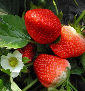 吃什么水果美白皮肤 夏季10大美白水果