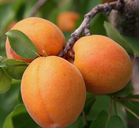 抗皱水果推荐 8种食物是女性 抗皱专家