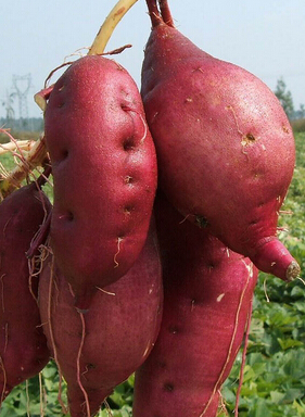 吃什么美白 6大美白护肤食物推荐