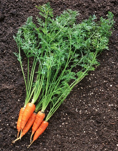 补血的食物有哪些 女人血气不好易长斑