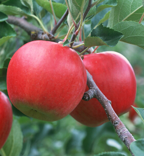 秋天吃什么水果好 秋季护肤必不可少的水果
