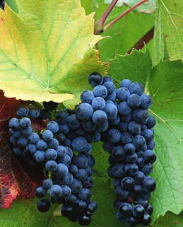 美容养颜 深秋去燥养颜多食九种水果效果佳