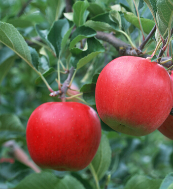 瘦身方法 夏季养颜瘦身吃什么水果好