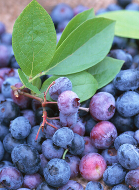 抗氧化食物有哪些 帮你抗氧化的9种食物