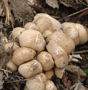 吃什么美白 推荐9种美白营养蔬菜