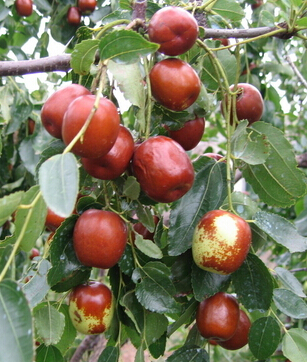 吃什么可以祛斑养颜 吃对食物祛斑养颜