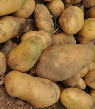 如何快速祛斑 马铃薯快速祛斑美白