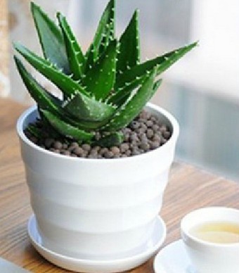 饮食小技巧 美白肌肤的天然美容品