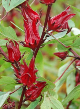 吃什么可以美白 哪些食物有美白功效