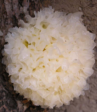 中医养生美容 中医养生美容偏方