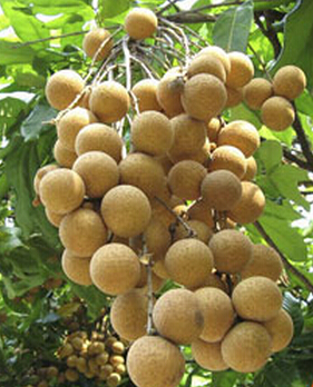 吃水果的最佳时间 美容水果选对时间更营养