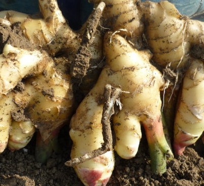 祛痘偏方大全 轻松祛痘无痘印