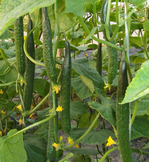 吃什么美白 常吃七种蔬菜帮助皮肤自然美白