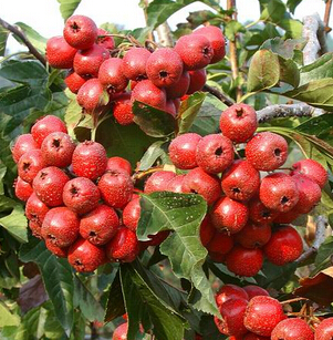 秋天吃什么水果好 秋季护肤必不可少的水果