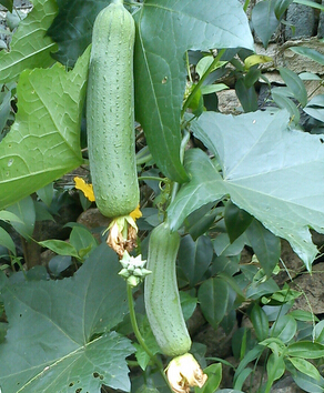 祛斑最好的方法 祛斑最有效的6个偏方