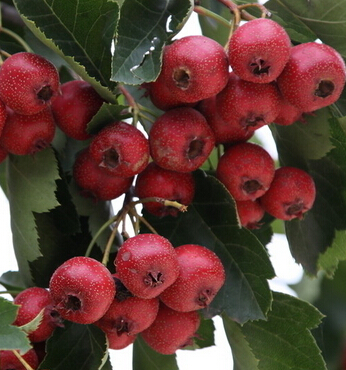 女人吃什么养颜 女人吃酸食滋阴又养颜