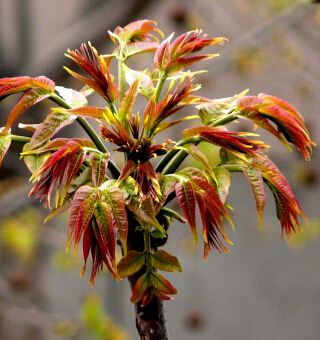 女性饮食美容保健 4大臭味食物美容养生