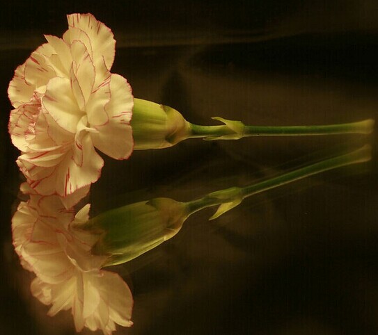 21种养颜瘦身花喝出美容好身材