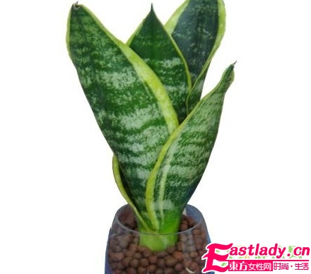 五种抗电脑辐射的植物