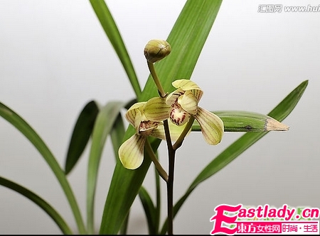 吃什么可以吃出体香 8种食物