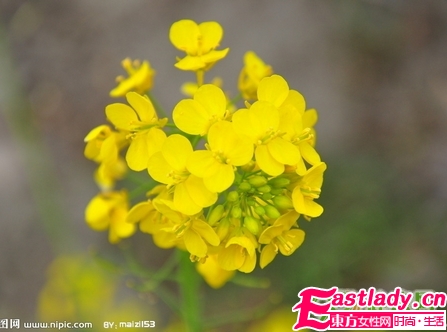 鲜花美容养颜法 让女人娇嫩如花