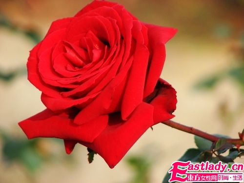 鲜花美容养颜法 让女人娇嫩如花