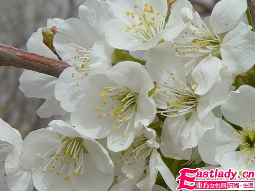 鲜花美容养颜法 让女人娇嫩如花