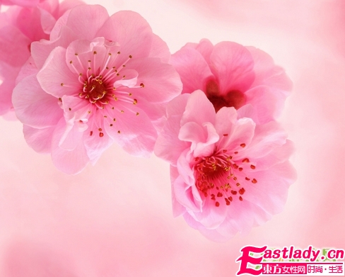 鲜花美容养颜法 让女人娇嫩如花