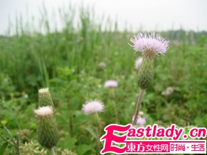 如何用中药制作面膜祛痘