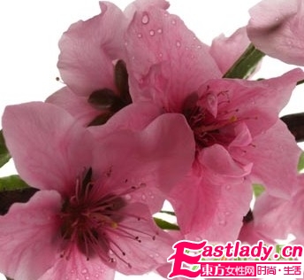 吃桃花能吃出迷人体香