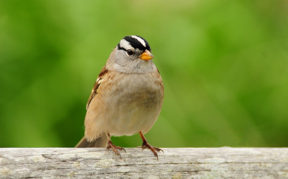 如何防御禽流感 别慌把这些办法牢记在心