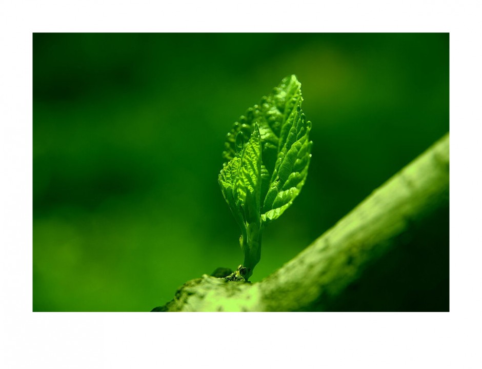 抗辐射的水果 电脑族必吃的10种水果