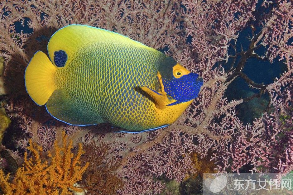 高脂血症的危害有哪些 高脂血症的六大饮食