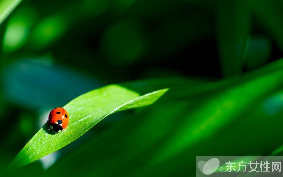 抗辐射的水果 电脑族必吃的10种水果