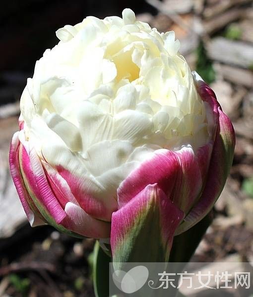 春季润燥吃什么好 5种食物让你降火润燥养生