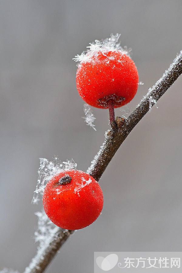吃山楂的禁忌有哪些 千万别吃了山楂又吃这些