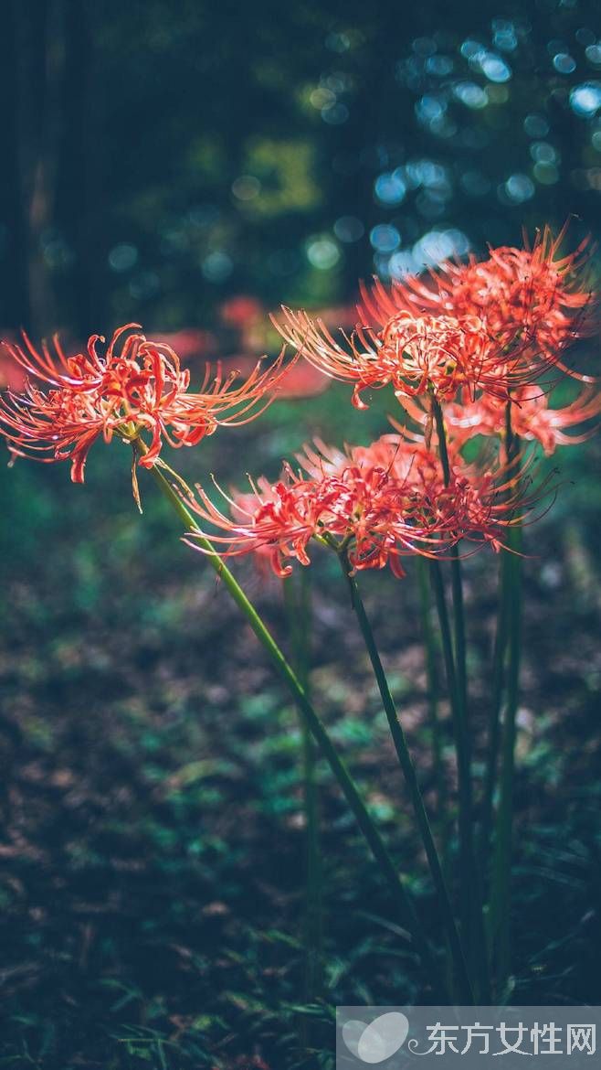 花粉过敏该如何预防 6招让远离过敏痛苦