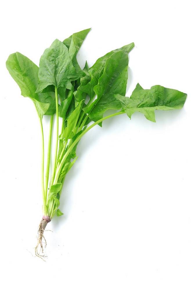 菠菜的营养价值 要怎么挑选新鲜的菠菜