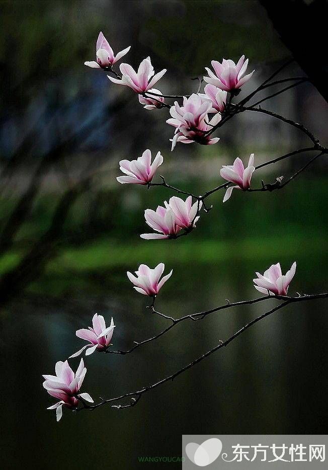 春冬换季养生 必吃的五款营养食谱