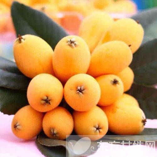 枇杷的功效与作用都有哪些 它的食用方法又有哪几种