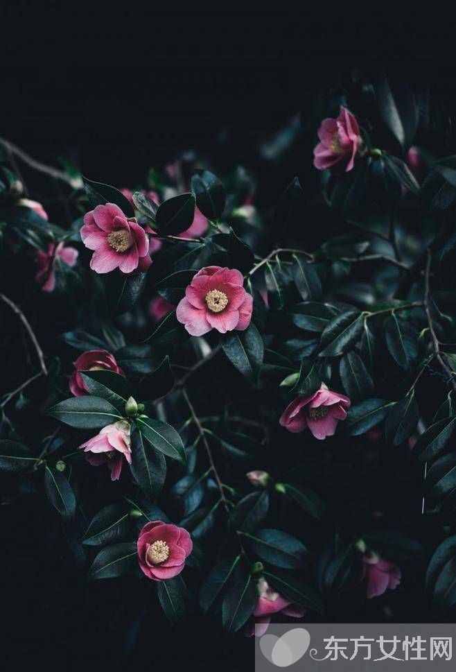 花粉过敏该如何预防 6招让远离过敏痛苦