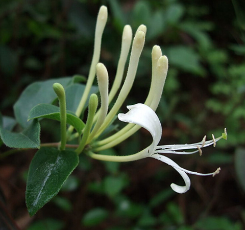 金银花并不都是好处 浅谈金银花的副作用