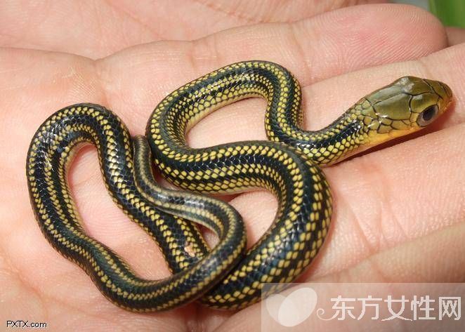 乌梢蛇的功效与作用有哪些 乌梢蛇的4大用处