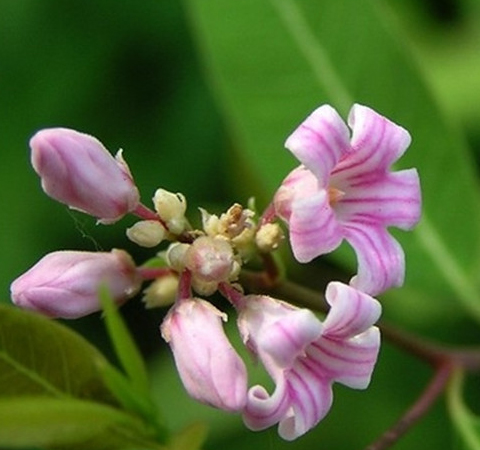 三高朋友的 选择  揭罗布麻茶的作用