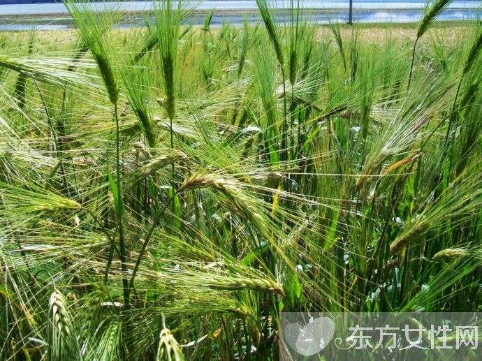 青稞是什么 青稞的功效与作用
