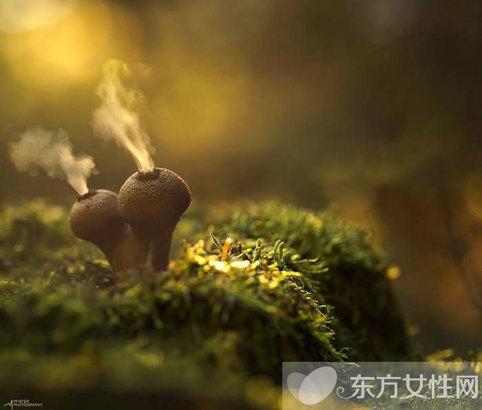 马勃菌的功效与作用以及食用注意事项