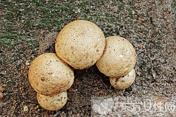 马勃菌的功效与作用以及食用注意事项