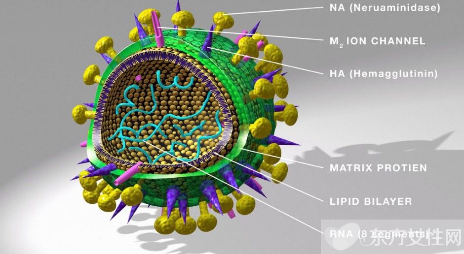 乙肝病毒携带者能治好吗 乙肝病毒携带者怀孕后的注意事项