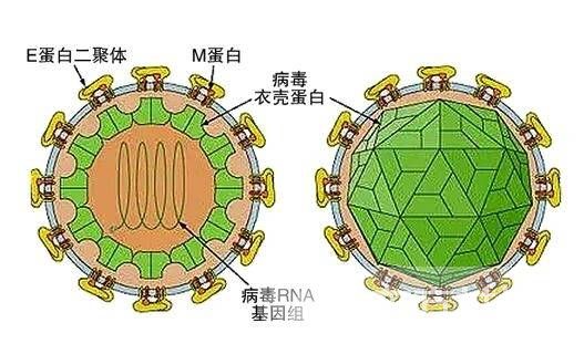 诺如病毒的症状有哪些 诺如病毒的7大预防