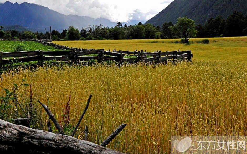 青稞是什么 青稞的功效与作用